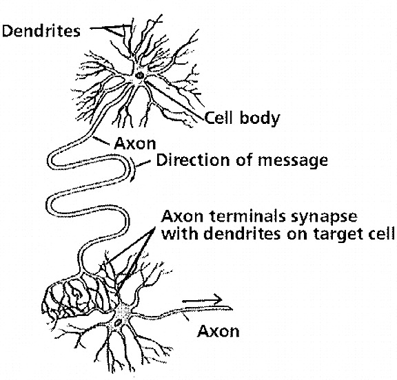 how many neurons are in the brain at birth