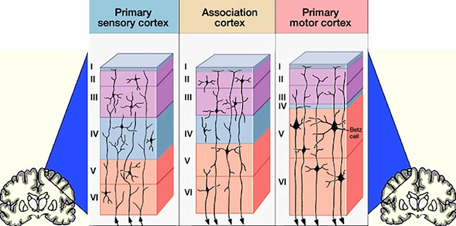 DIAGRAM Cerebral Cortex Layer Diagram MYDIAGRAM ONLINE