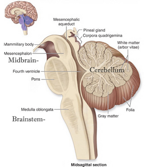 reticular formation location