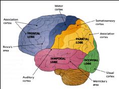 auditory association area