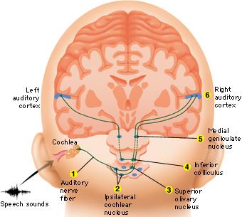 define auditory nerve