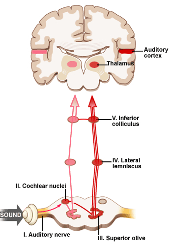 visual and auditory cortex function