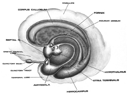 Portions Of The Brain. the medial portions of the