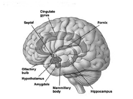 BrainMindLimbicSystem101.jpg