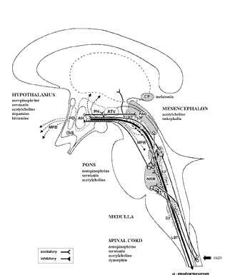 Brainstem Map