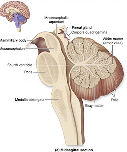 inferior colliculus