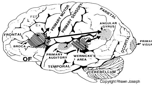 Wernicke's & Broca's aphasia Brain & Language LING 411/412/489