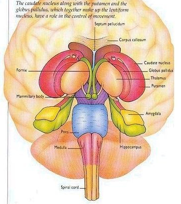 caudate body