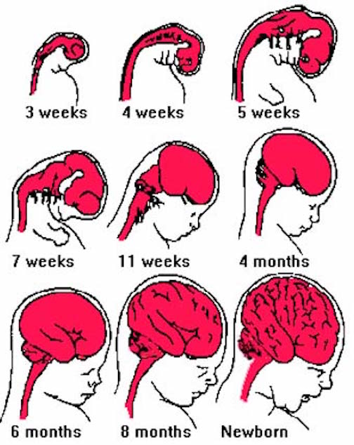 brain development in womb