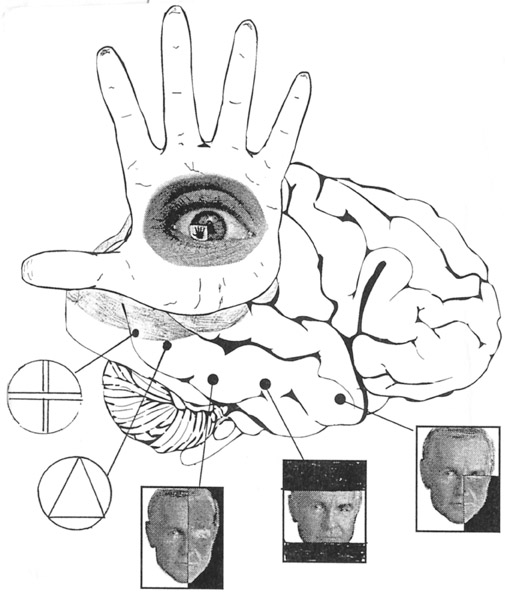 Brain Dorsal Ventral