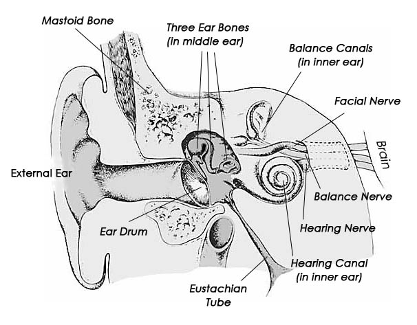 Mastoid Cells