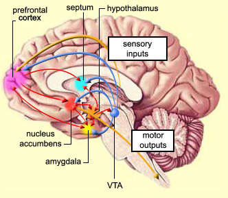 Orbital Frontal Lobe