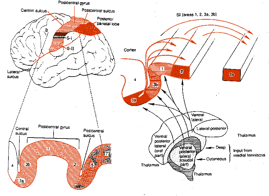 Brain Overview 8 - Brain Mind Overview