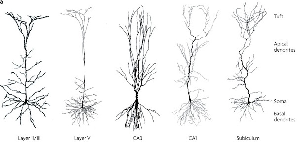 golgi neurons