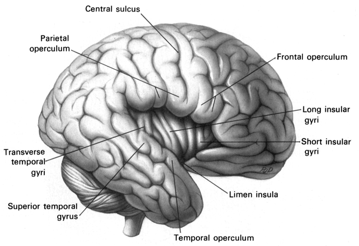 brain-overview-2-brain-mind-overview