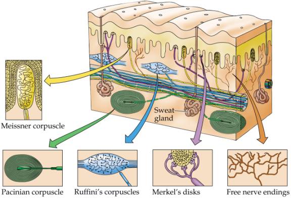 Receptors In The Human Skin. slowly adapting receptors