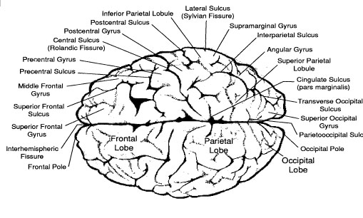 Brainmind Com