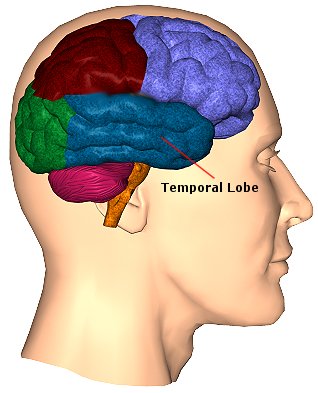 Ventral Temporal Lobe