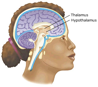 Thalamus100.jpg