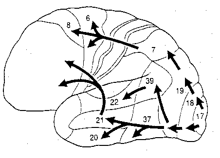 Eye Cortex