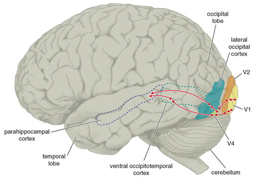 Brainmind.com