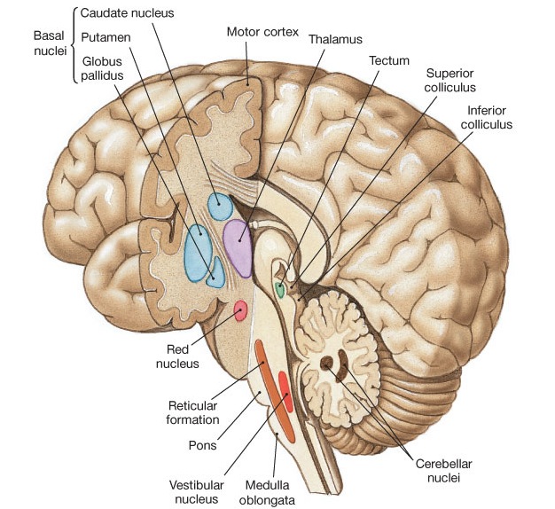 Basal Ganglia Striatum