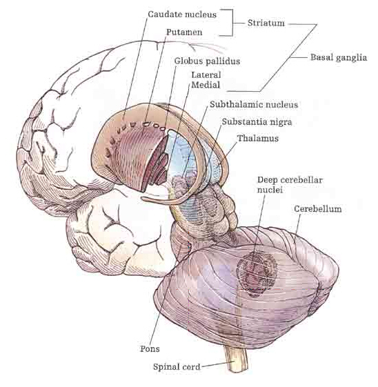 Basal Ganglia Striatum