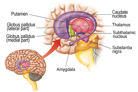 globus pallidus ct