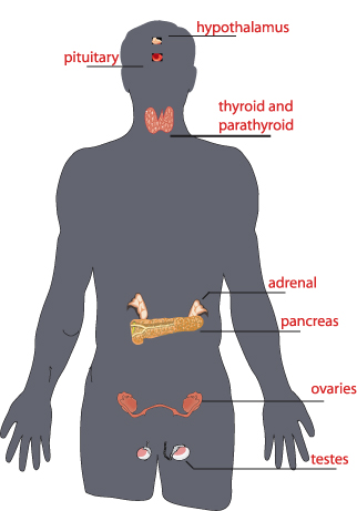 Limbic System: Hypothalamus, Amygdala, Hippocampus, Septal Nuclei,