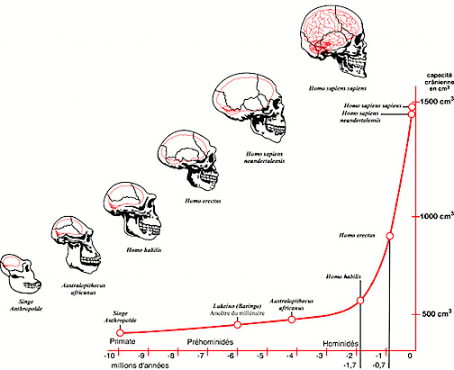 brainEvolution456.jpg