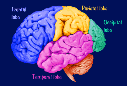 frontal lobe brain