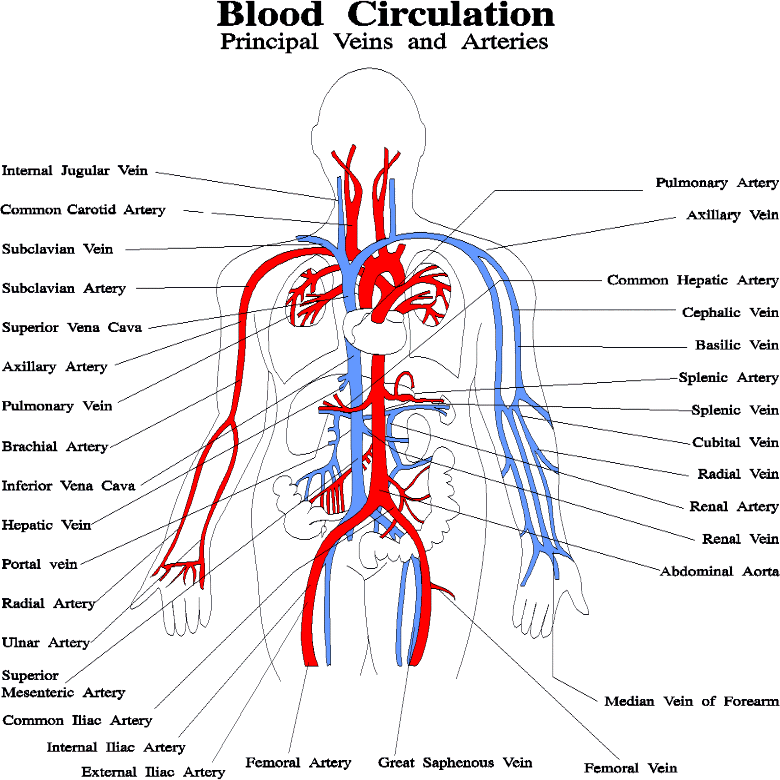By definition, an artery (with the exception 