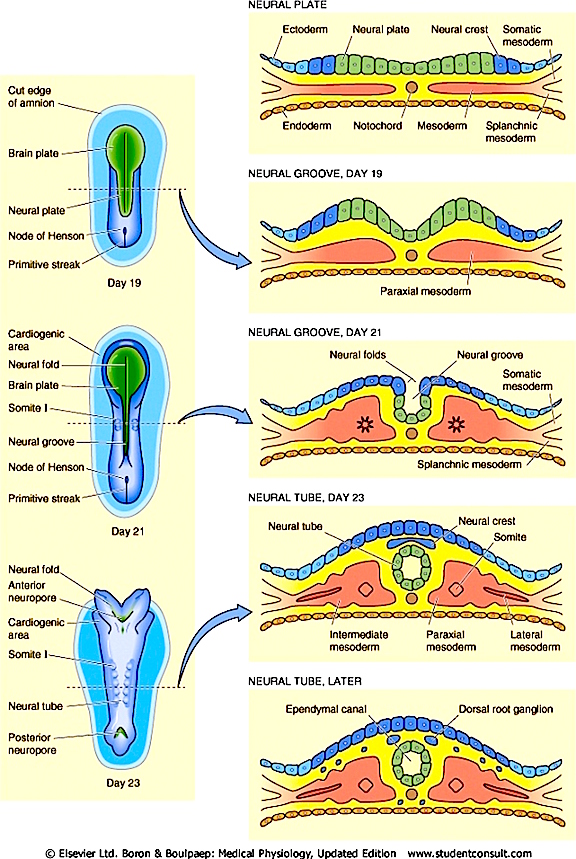 how many neurons are in the brain at birth