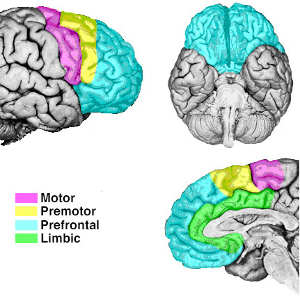 Orbital Frontal Lobe