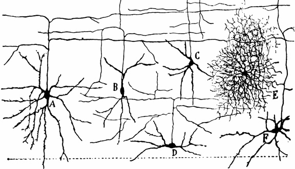 Cortical Interneurons