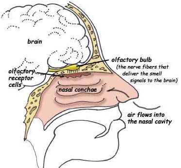 spinal fluid leak