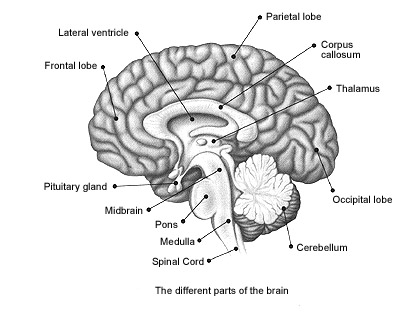 thalamus45.jpg